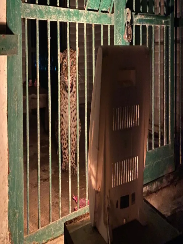 gorakhpur-zoo-installs-heaters-blowers-to-protect-animals-from-cold-over-55-heating-devices-installed